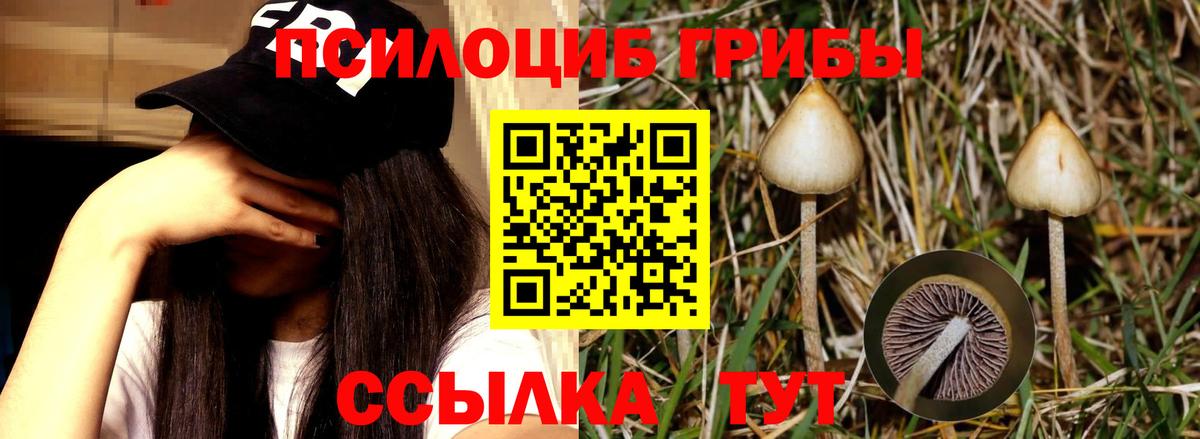 Галлюциногенные грибы Cubensis Кузнецк